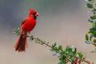 USA-South Texas Northern cardinal getting a shower Art Print